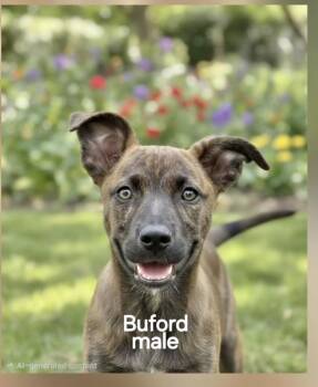 Buford -  German Shepherd Dog Dog for Adoption in Manchester, Connecticut - Buford | PetCurious