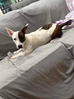 Dachshund and Terrier Dogs Available for Adoption - Tiny | PetCurious