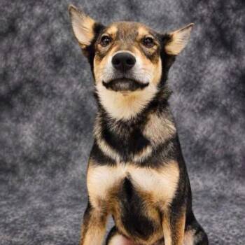 Raquelle -  Shepherd Dog for Adoption in Broken Arrow, Oklahoma - Raquelle | PetCurious