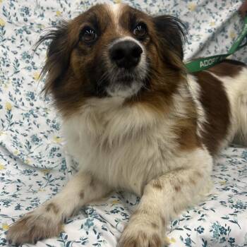 Spaniel Dogs Available for Adoption - PAPPY | PetCurious