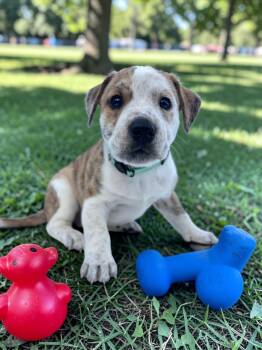 English Bulldog and Bluetick Coonhound Dogs Available for Adoption in Auburn, Georgia - Pansy | PetCurious
