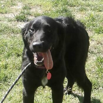 Layla -  Flat Coated Retriever Dog for Adoption in Gloucester, Virginia - Layla | PetCurious