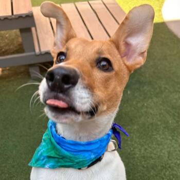 Scout -  Rat Terrier and Pointer Dog for Adoption in The Colony, Texas - Scout | PetCurious