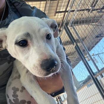 Mixed Breed Dogs Available for Adoption in Lake Jackson, Texas - Joe | PetCurious