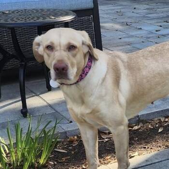 Clarkson -  Labrador Retriever Dog for Adoption in Columbia, South Carolina - Clarkson | PetCurious