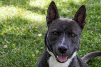 Ace -  Mixed Breed Dog for Adoption in Kansas City, Missouri - Ace | PetCurious