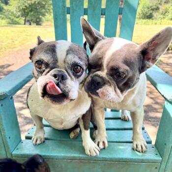 Bebe -  French Bulldog Dog for Adoption in Portland, Oregon - Bebe | PetCurious