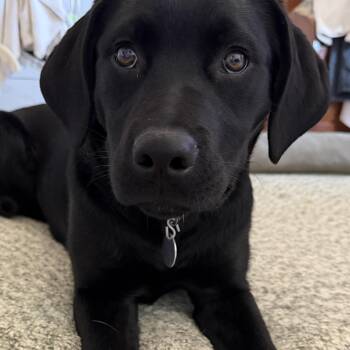 Rescue Black Labrador Retriever Dogs for Adoption in Warrington, Pennsylvania - Kora | PetCurious