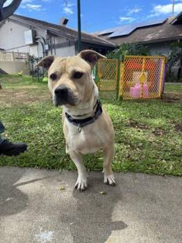Mucho -  Pit Bull Terrier and Mixed Breed Dog for Adoption in Honolulu, Hawaii - Mucho | PetCurious