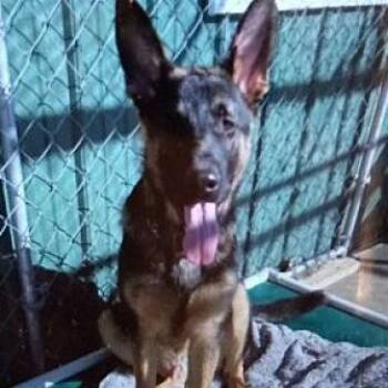 German Shepherd Dog Dogs Available for Adoption - Bookie (26-036) | PetCurious