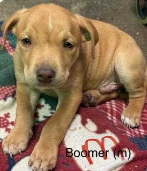 Boomer (Seven Wonders 2026) -  Pit Bull Terrier and Mixed Breed Dog for Adoption - Boomer (Seven Wonders 2026) | PetCurious