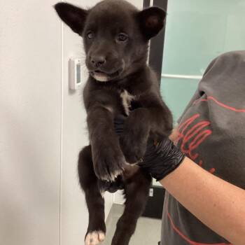 Mixed Breed Dogs Available for Adoption - Felicity | PetCurious