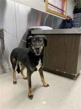 TRYM -  Husky Dog for Adoption in Fairbanks, Alaska - TRYM | PetCurious