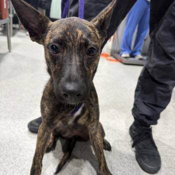Mixed Breed and None Dogs Available for Adoption in Tampa, Florida - Munchie | PetCurious