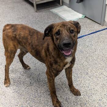 Pineapple -  Mixed Breed Dog for Adoption in Greenville, South Carolina - Pineapple | PetCurious