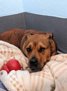 Mabel - 3 -  Pit Bull Terrier and Mixed Breed Dog for Adoption in Daytona Beach, Florida - Mabel - 3 | PetCurious