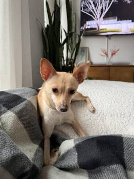 Rose -  Chihuahua and Terrier Dog for Adoption in New York, New York - Rose | PetCurious