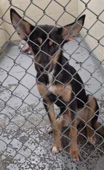 DYLAN -  Husky and Mixed Breed Dog for Adoption in Anchorage, Alaska - DYLAN | PetCurious