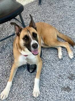 Ace -  Mixed Breed Dog for Adoption in Cincinnati, Ohio - Ace | PetCurious