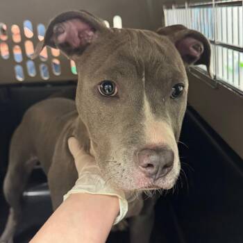 Pit Bull Terrier Dogs Available for Adoption - Cher | PetCurious