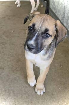 Saffron -  Pit Bull Terrier and Australian Shepherd Dog for Adoption in Estherville, Iowa - Saffron | PetCurious