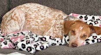 Nori (Ger Sh Hair Ptr) -  German Shorthaired Pointer Dog for Adoption in Dallas, Texas - Nori (Ger Sh Hair Ptr) | PetCurious
