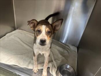 CASPIAN -  Mixed Breed Dog Available for Adoption in Santa Fe, New Mexico - CASPIAN | PetCurious