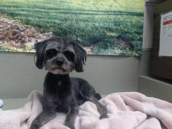 A551470 -  Terrier and Mixed Breed Dog for Adoption in Moreno Valley, California - A551470 | PetCurious