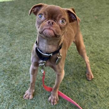 Drift Wood -  Pug Dog for Adoption in Walnut Creek, California - Drift Wood | PetCurious