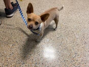 Chihuahua Dogs Available for Adoption - OSITO | PetCurious