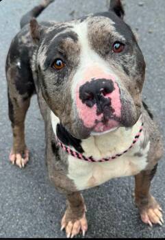 Brie -  American Staffordshire Terrier and Catahoula Leopard Dog Dog for Adoption in Clinton, Wisconsin - Brie | PetCurious