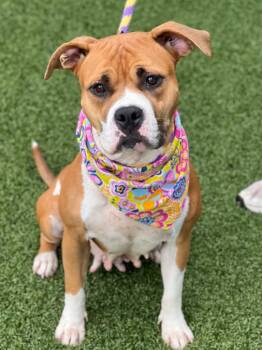 Rescue Boxer and Terrier Dogs for Adoption in Hartsville, South Carolina - Bon-Bon | PetCurious