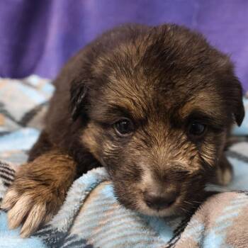 Lilac D12059 -  German Shepherd Dog and Labrador Retriever Dog for Adoption - Lilac D12059 | PetCurious