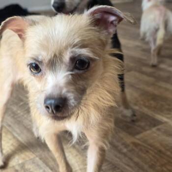 Chihuahua and Mixed Breed Dogs Available for Adoption in Midland, Texas - Poppy | PetCurious