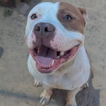 THOMAS  Available NOW - ADOPTION or RESCUE! -  Mixed Breed Dog Available for Adoption in Nashville, North Carolina - THOMAS  Available NOW - ADOPTION Or RESCUE! | PetCurious