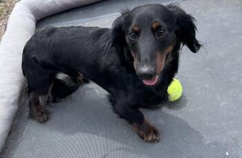Dachshund Dogs Available for Adoption in Yorkville, Illinois - Thor | PetCurious