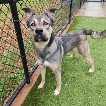 Rescue German Shepherd Dog Dogs for Adoption in Greensboro, North Carolina - Kato | PetCurious