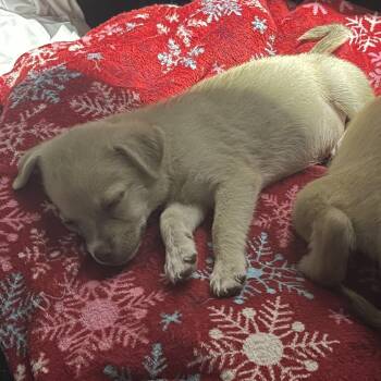 Gopher -  Chihuahua Dog for Adoption in Gainesville, Virginia - Gopher | PetCurious