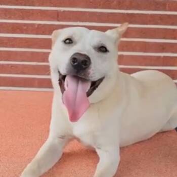 Rescue Jindo Dogs for Adoption in Springfield, Virginia - **DOOYOO | PetCurious