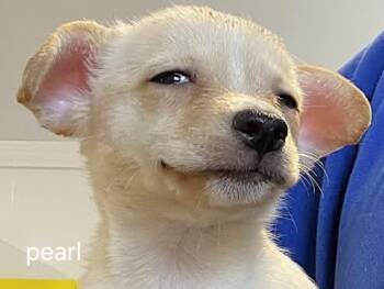 Lol-P9 Pearl -  Chihuahua Dog for Adoption in Billings, Montana - Lol-P9 Pearl | PetCurious