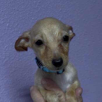 Pecan -  Chihuahua Dog for Adoption in Woodland, California - Pecan | PetCurious