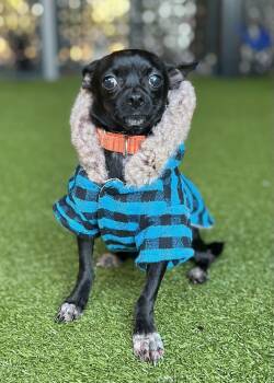 Rescue Chihuahua Dogs for Adoption in Ridgeland, South Carolina - Smudge | PetCurious