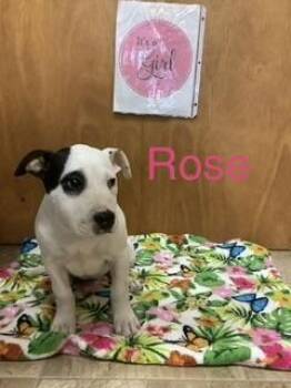 Boxer Dogs Available for Adoption in Welling, Oklahoma - Rose | PetCurious