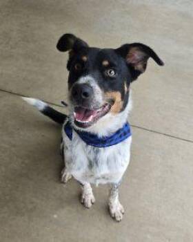 Poncho -  Australian Cattle Dog Blue Heeler Dog for Adoption in Bucyrus, Ohio - Poncho | PetCurious