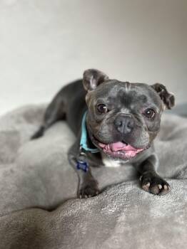 Dumbo -  French Bulldog Dog for Adoption in San Diego, California - Dumbo | PetCurious