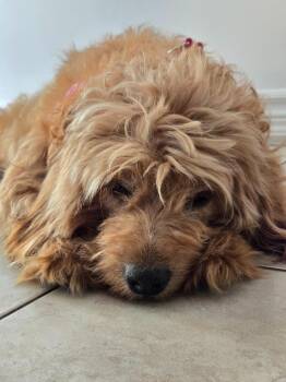 Kenna -  Golden Retriever and Poodle Dog for Adoption in Toronto, Ontario - Kenna | PetCurious