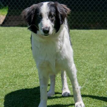 Border Collie and Mixed Breed Dogs Available for Adoption in Parkersburg, West Virginia - Arlow (Off Road) | PetCurious