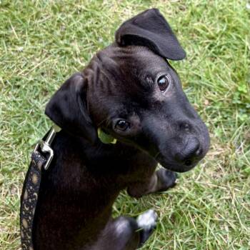 Pepper -  Labrador Retriever Dog for Adoption in Lewisville, Indiana - Pepper | PetCurious