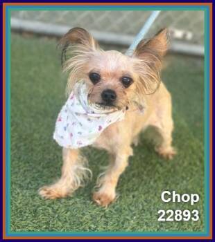 CHOP -  Yorkshire Terrier and Chihuahua Dog for Adoption in Marietta, Georgia - CHOP | PetCurious
