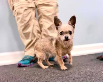 Yorkshire Terrier Dogs Available for Adoption in Gorham, Maine - Squirrel | PetCurious